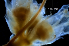 fragment of cyme