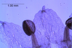 corolla lobes - ventral