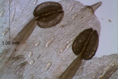 corolla lobes - ventral