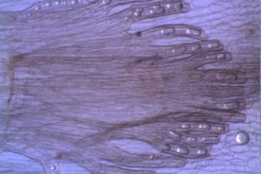 infrastaminal scale detail: note the laticifers!