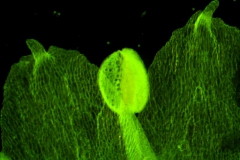 corolla lobes, dorsal