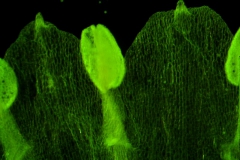 corolla lobes, dorsal