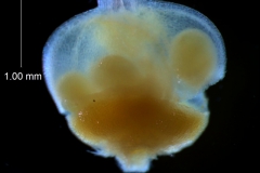 ovary detail