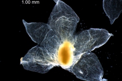 calyx, dissected
