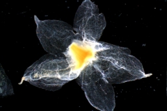 calyx, dissected