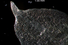 calyx lobe apex detail