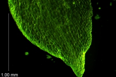 calyx lobe apex detail