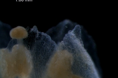 corolla lobes, detail
