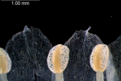 corolla lobes & anthers