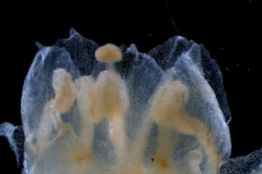 corolla lobes, detail