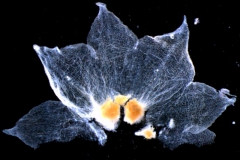calyx, dissected