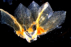 calyx, dissected