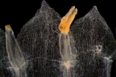corolla lobes (ventral) and stamens