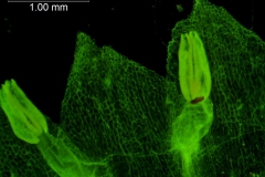 corolla lobes (ventral) and stamens