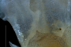calyx-corolla lobes detail
