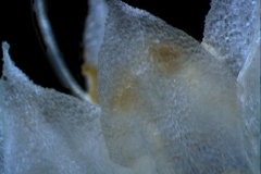 corolla lobes (dorsal) detail