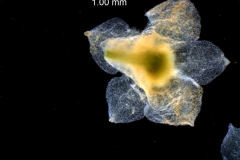 calyx, dissected