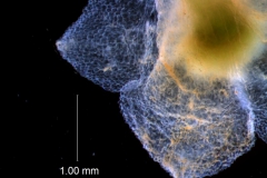 calyx, dissected -  detail