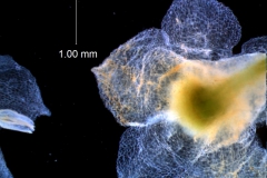 calyx, dissected