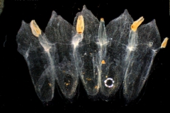 corolla, dissected