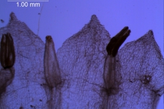 corolla lobes (ventral)