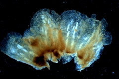calyx, dissected