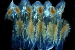 corolla, dissescted