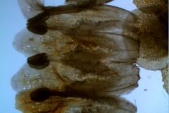 corolla, dissected