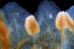 corolla lobes & stamens