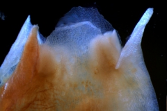 corolla lobes detail