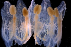 Cuscuta cotijana - corolla, dissected