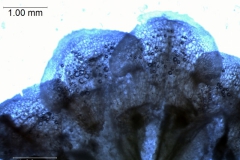 Cuscuta cotijana - calyx lobes detail