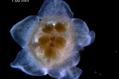 Cuscuta cotijana - flower viewed from above