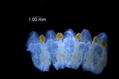 Cuscuta cotijana - corolla, dissected