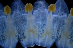 Cuscuta cotijana - corolla, dissected