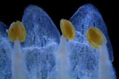 Cuscuta cotijana -  corolla lobes & anthers