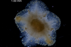 Cuscuta cotijana - calyx, dissected