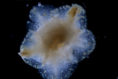 Cuscuta cotijana - calyx, dissected