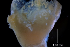 Cuscuta cotijana - calyx, 3D