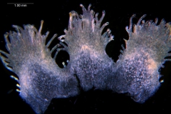 Cuscuta cotijana - infrastaminal scales (detached)