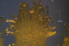 Cuscuta cotijana - infrastaminal scales detail