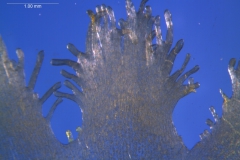 Cuscuta cotijana - infrastaminal scales detail