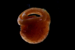 embryo