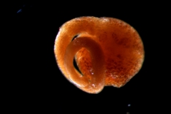 embryo