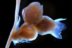 fragment of inflorescence