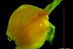 capsules