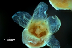 corolla, 3D (viewed from above)