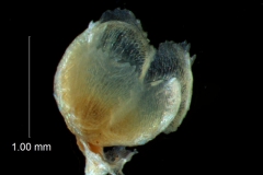 calyx, 3D