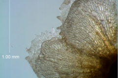 calyx lobes, detail