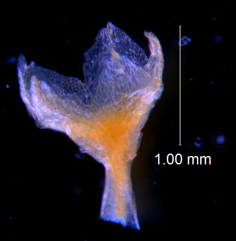 calyx 3D
